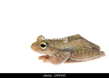 Harlekin-Baumfrosch (Rhacophorus pardalis), Ruheprofil, Gefangener Stockfoto