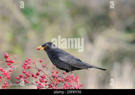 Schwarzvogel (Turdus merula), männliche Fütterung an Weißdornbeeren, Großbritannien, November Stockfoto