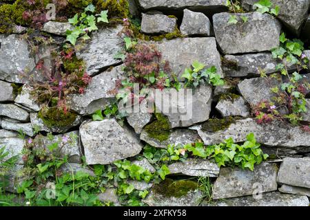 Trockenmauer mit Efeu und Moos, Peak District National Park, Derbyshire, Großbritannien Stockfoto