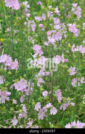 Moschusmalve (Malva moschata) blüht auf einer Wildblumenwiese, Norfolk, Vereinigtes Königreich Stockfoto