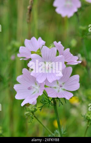 Moschusmalve (Malva moschata) blüht auf einer Wildblumenwiese, Norfolk, Vereinigtes Königreich Stockfoto