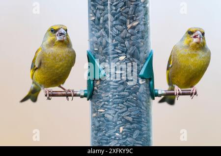 Grünfink (Carduelis chloris) zwei Erwachsene Männchen am Futtermittel, Großbritannien, Februar Stockfoto