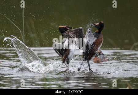 Zwei männliche Slawonier (Podiceps auritus) kämpfen um das Nistgebiet, beobachtet von einem Weibchen. Porsanger Fjord, Finmark, Norwegen Stockfoto