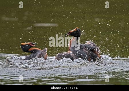 Zwei männliche Slawonier (Podiceps auritus) kämpfen um ein Nistgebiet. Porsanger Fjord, Finmark, Norwegen Stockfoto