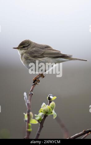 Arctic Warbler (Phylloscopus borealis), der auf einem Weidenstamm in Knospen thront. Varanger Fjord, Finmark, Norwegen Stockfoto