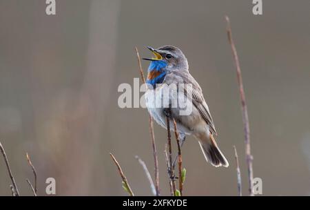 Rotfleckenbluethroat (Luscinia svecica) singt von einem Weidenzweig über Brutgebiet. Langbuness, Varanger Fjord, Finmark, Norwegen Stockfoto