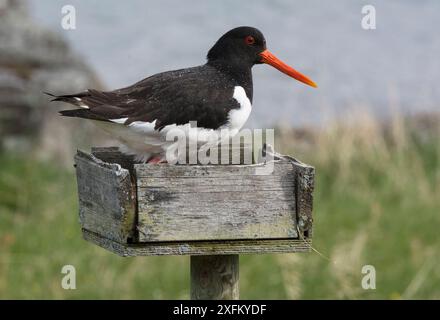 Eurasischer Austernfänger (Haematopus ostralegus), der über Eiern in einem Nisttablett steht. Diese Nestplattformen wurden ursprünglich (Anfang bis Mitte des 20. Jahrhunderts) für die Versorgung mit frischen Eiern errichtet. Jetzt sind sie Teil eines Züchtungsprogramms gegen Raubtiere. Ursprünglich wurden Möweneier „gezüchtet“; andere Arten haben nun die sicheren Nestplätze genutzt. Porsanger Fjord, Finmark, Norwegen Stockfoto