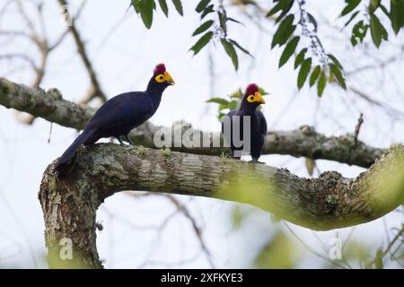 Lady's Ross touracos (Musophaga rossae) La Ruvubu Nationalpark, Burundi, nicht-Ex. Stockfoto