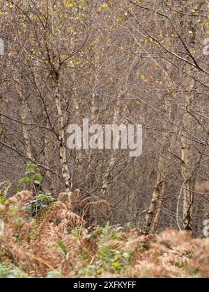 Mischwald in Mortimer Forest, Ludlow, Shropshire, Großbritannien Stockfoto