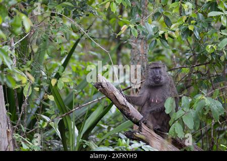 Olivenpaan (Papio hamadryas anubis) oben im Baum, La Ruvubu National Park, Burundi, Non-Ex. Stockfoto