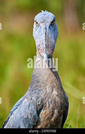 Wal unter der Leitung/Schuhschnabel (Balaeniceps Rex) Portrait. Sümpfe Mabamba, Lake Victoria, Uganda. Stockfoto