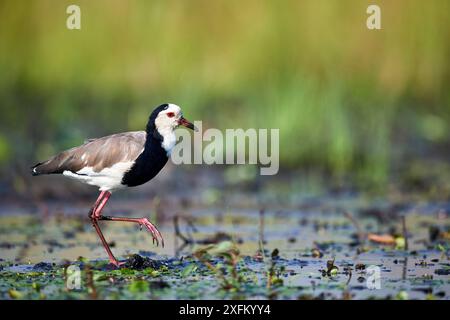 Lange Zehenkippen / Pflug (Vanellus crassirostris) in den Sümpfen von Mabamba, Victoria See, Uganda Stockfoto