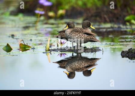 Gelbschnabelenten (Anas undulata) Paar in den Sümpfen von Mabamba, Lake Victoria, Uganda Stockfoto