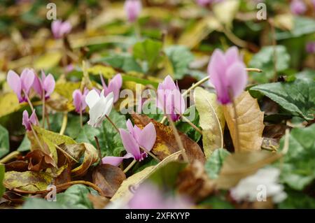 Blassrosa Cyclamen hederifolium, d. h. Efeublättrige Cyclamen oder Sowbread, wachsen auf dem Boden unter herabfallenden Herbstblättern am Nooroo Garden, Mt. Wilson Stockfoto