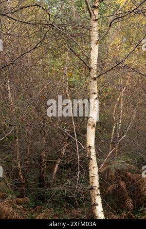 Mischwald in Mortimer Forest, Ludlow, Shropshire, Großbritannien Stockfoto