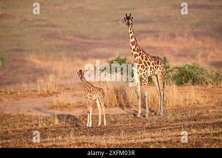 Rothschild Giraffe Mutter und Jungtiere (Giraffa Camelopardalis victoriae) Murchisson Falls Nationalpark, Uganda Stockfoto