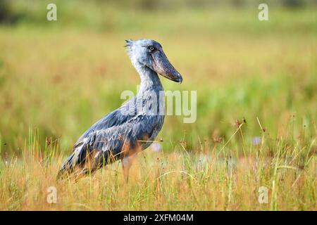 Schuhschnabel Stork (Balaeniceps Rex) in den Sümpfen von Mabamba, Lake Victoria, Uganda Stockfoto