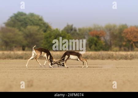 Blackbuck (Antelope cervicapra) Männer kämpfen um die Dominanz während der Brunstsaison. Tal Chhapar Wildlife Sanctuary, Rajasthan, Indien Stockfoto