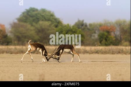 Blackbuck (Antelope cervicapra) Männer kämpfen um die Dominanz während der Brunstsaison. Tal Chhapar Wildlife Sanctuary, Rajasthan, Indien Stockfoto