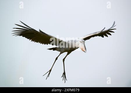 Shoebill Storch (Balaeniceps rex) im Flug über die Sümpfe von Mabamba, Lake Victoria, Uganda Stockfoto