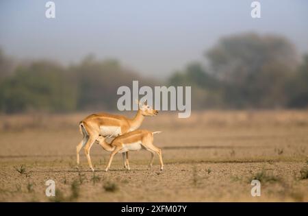 Blackbuck (Antelope cervicapra), Kalbssäuger, Tal Chhapar Wildlife Sanctuary, Rajasthan, Indien Stockfoto