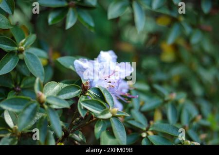 Eine blassviolette Feenazaleenblüte (Rhododendron augustinii) wächst in den Nooroo Gardens in den Blue Mountains – Mount Wilson, Sydney, NSW Stockfoto