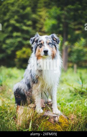 Australian Shepherd Stockfoto