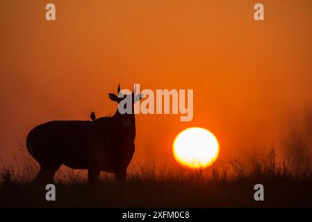 Nilgai oder Blauer Bulle (Boselaphus tragocamelus), Silhouette eines männlichen Mannes bei Sonnenuntergang, mit schwarzem Drongovogel auf dem Rücken. Velavadar-Nationalpark, Gujarat, Indien Stockfoto