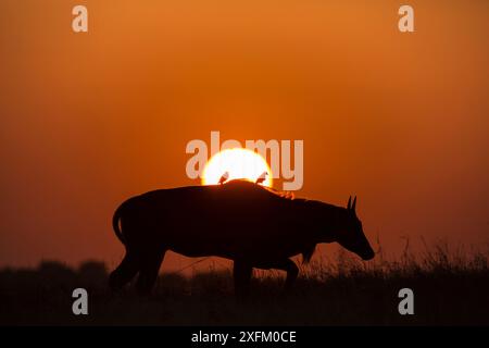 Nilgai / Blauer Stier (Boselaphus tragocamelus), Silhouette eines männlichen Mannes bei Sonnenuntergang, mit schwarzem Drongo auf dem Rücken. Velavadar-Nationalpark, Gujarat, Indien Stockfoto