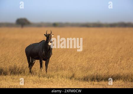 Nilgai oder Blaubulle (Boselaphus tragocamelus), männlich im Gras stehend. Velavadar-Nationalpark, Gujarat, Indien Stockfoto