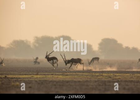 Blackbuck (Antelope cervicapra), der einen anderen Mann aus dem Ablecken jagt. Tal Chhapar Wildlife Sanctuary, Rajasthan, Indien Stockfoto