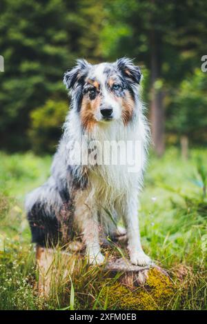 Australian Shepherd Stockfoto