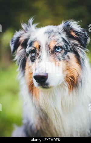 Australian Shepherd Stockfoto