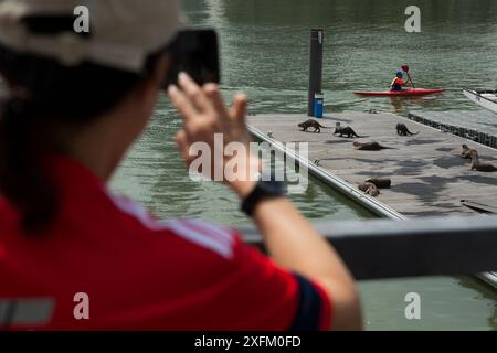 Person, die einen glatten, beschichteten Otter (Lutrogale perspicillat) fotografiert, der auf einem Dock in Singapur ruht. November. Stockfoto