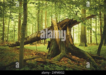 Umgefallene Buche im Naturwald in Scharbeutz, Schleswig-Holstein, Deutschland Stockfoto