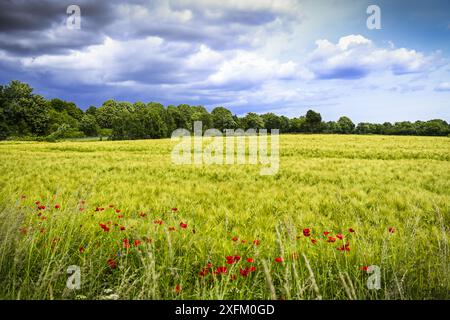 Landschaft mit Feldern und dunklen Wolken in Poenitz, Scharbeutz, Schleswig-Holstein, Deutschland Stockfoto