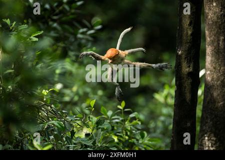 Nasalis larvatus Springen, Tarakan, Indonesien Stockfoto