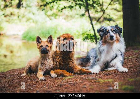 Drei Hunde (zwei altdeutsche Schäferhunde „Kuhhund“ und ein australischer Schäferhund) Stockfoto