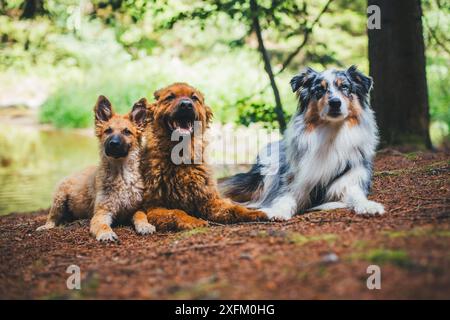 Drei Hunde (zwei altdeutsche Schäferhunde „Kuhhund“ und ein australischer Schäferhund) Stockfoto