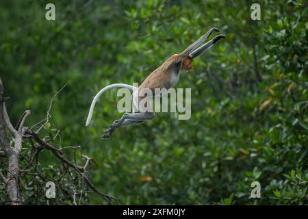 Proboscis Affe (Nasalis larvatus) springen, Balikpapan, Indonesien Stockfoto