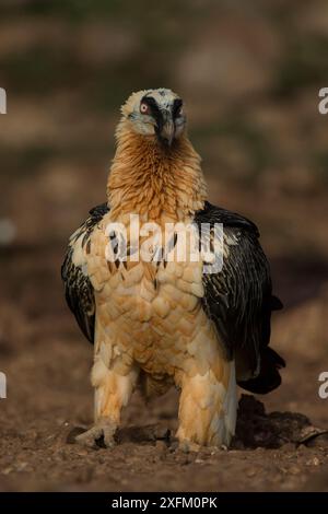 Bartgeier (Gyptaeus barbatus) auf dem Boden, Tremp, Spanien November. Stockfoto