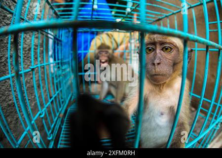 Zwei junge Langschwanzmakaken (Macaca fascicularis) sitzen in einem Käfig zum Verkauf auf dem Pasty Market in Yogjakarta, Indonesien Stockfoto