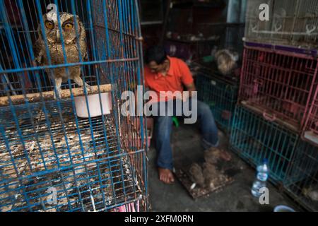 Eulen (Otus sp.) Zum Verkauf auf einem Tiermarkt, Denpasar, Bali. Stockfoto