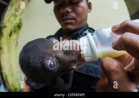 Das bei einem Überfall auf einen illegalen Wildtierhändler konfiszierte Jungtier (Helarctos malayanus) wird von einem JAAN-Arbeiter aus Yogjakarta, Indonesien, mit Flaschen gefüttert Stockfoto