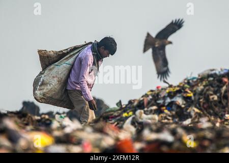 Ein Mann, der durch die Müllkippe pflückt, mit schwarzen Drachen (Milvus migrans) über der Müllkippe Ghazipur, Delhi, Indien Stockfoto