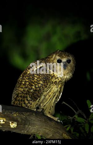 PEL's Angeleule (Scotopelia peli) in Süd-Luangwa, Sambia. Stockfoto