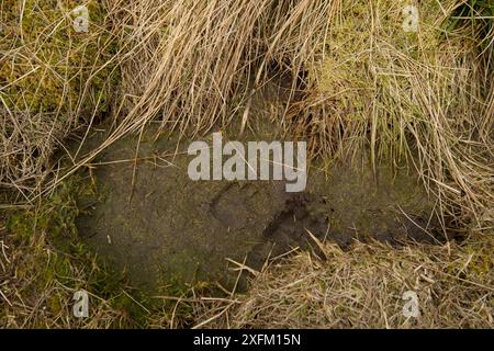 Durchführung von Walduntersuchungen an potenziellen Freisetzungsstellen, wobei das Projekt „Badger Track“ (Meles meles) Pine Marten Recovery Project, Vincent Wildlife Trust, Ceredigion, Wales, UK 2015, zu nennen ist Stockfoto