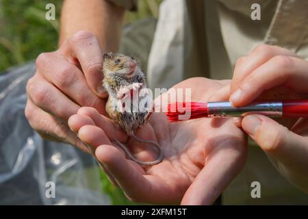 Holzmaus (Apodemus sylvaticus) bei einer Kiefernmarderbeute gefangen. Die Maus wird im Falle einer erneuten Erfassung mit rotem Farbstoff markiert. Pine Marten Recovery Project, Vincent Wildlife Trust, Ceredigion, Wales, Großbritannien 2015 Stockfoto