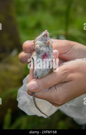 Holzmaus (Apodemus sylvaticus) bei einer Kiefernmarderbeute gefangen. Die Maus wird im Falle einer erneuten Erfassung mit rotem Farbstoff markiert. Pine Marten Recovery Project, Vincent Wildlife Trust, Ceredigion, Wales, Großbritannien 2015 Stockfoto