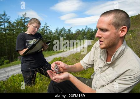 Projektmanager Jenny MacPherson und Projektleiter Dave Bavin fangen eine Holzmaus (Apodemus sylvaticus) während einer Pinienmarderbeute. Die Maus ist im Falle einer erneuten Erfassung mit rotem Farbstoff markiert. Pine Marten Recovery Project, Vincent Wildlife Trust, Ceredigion, Wales, Großbritannien 2015 Stockfoto